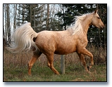 Golden Dawn - Purebred Palomino Saddlebred mare