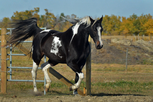 Absolute Striking Image DF - American Saddlebred Mare as a 8 yr old