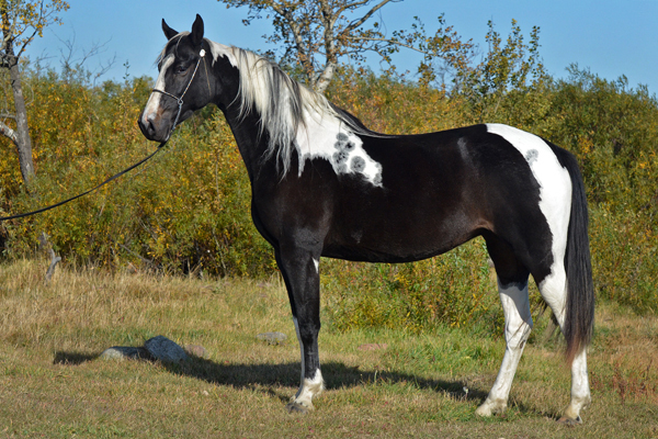 Absolute Striking Image DF - American Saddlebred Mare as a 8 yr old