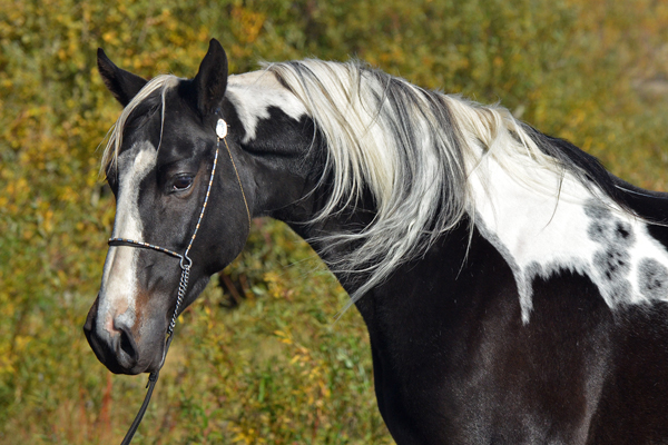 Absolute Striking Image DF - American Saddlebred Mare as a 8 yr old