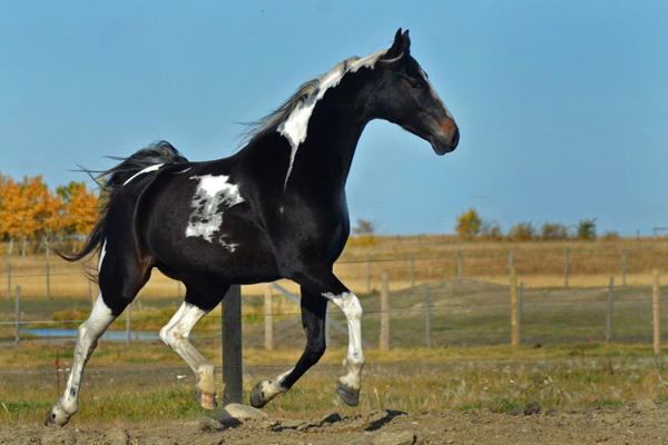 Absolute Striking Image DF - American Saddlebred Mare as a 8 yr old