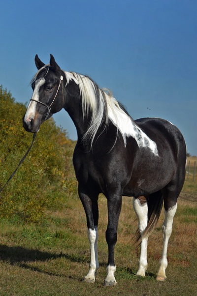 Absolute Striking Image DF - American Saddlebred Mare as a 8 yr old