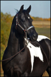 Black Designer Jeans - Black Homozygous Tobiano APHA mare