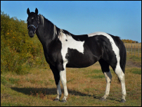 A Drummer In Black - BDouble homozygous Black Tobiano APHA mare