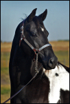 A Drummer In Black - Double homozygous Black Tobiano APHA mare