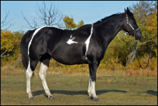 A Drummer In Black - Double homozygous Black Tobiano APHA mare