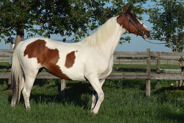 Rhythm N'Roses DF - By Legacy of Gold son out of Champion producing pinto mare