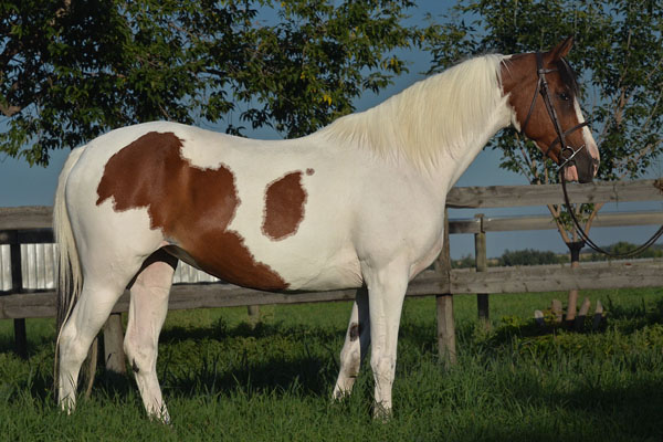 Rhythm N'Roses DF - By Legacy of Gold son out of Champion producing pinto mare