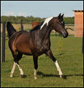 Kherida's 2008 foal