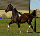 Kherida's 2008 Foal