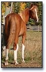 2005 Chestnut Arabian filly with Flaxen Mane