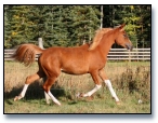 2005 Chestnut Arabian filly with Flaxen Mane