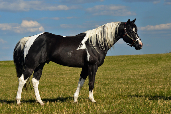 Specialist In Colour (Champs Reflexion x Sky View Dotty) double homozygous black tobiano stallion