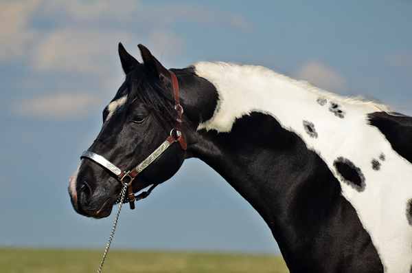 Specialist In Colour (Champs Reflexion x Sky View Dotty) double homozygous black tobiano stallion