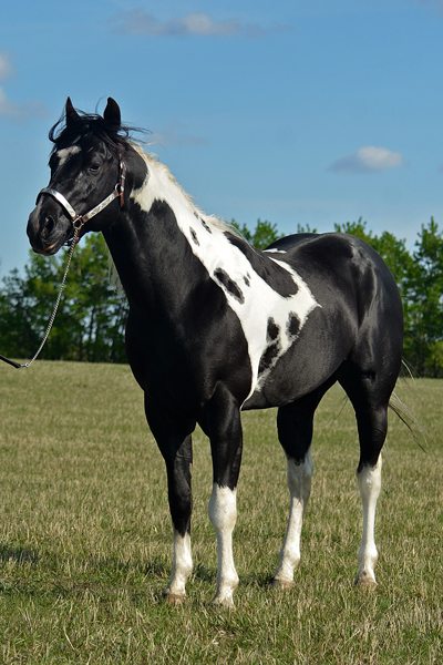 Specialist In Colour (Champs Reflexion x Sky View Dotty) double homozygous black tobiano stallion