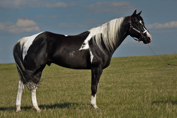 Specialist In Colour (Champs Reflexion x Sky View Dotty) double homozygous black tobiano stallion