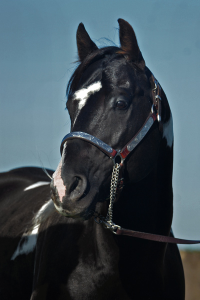 Specialist In Colour (Champs Reflexion x Sky View Dotty) double homozygous black tobiano stallion