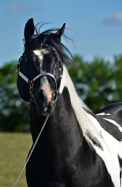 Specialist In Colour (Champs Reflexion x Sky View Dotty) double homozygous black tobiano stallion