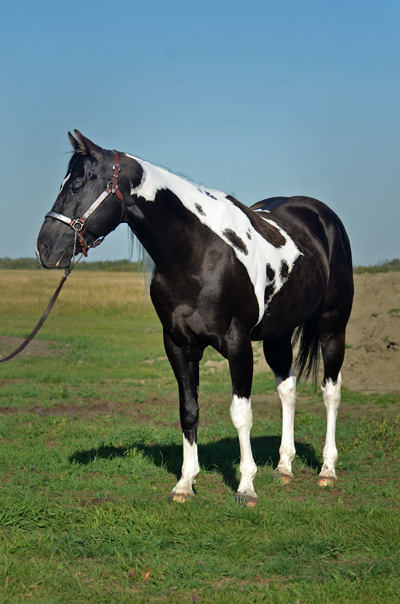 Specialist In Colour (Champs Reflexion x Sky View Dotty) double homozygous black tobiano stallion