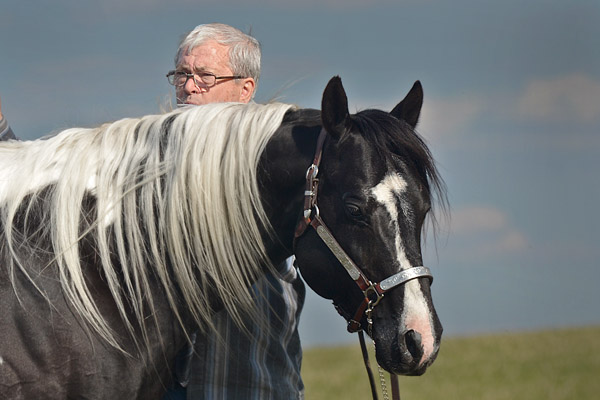 Specialist In Colour (Champs Reflexion x Sky View Dotty) double homozygous black tobiano stallion