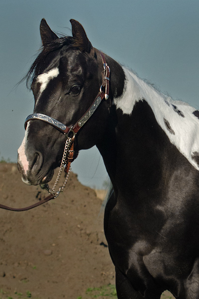 Specialist In Colour (Champs Reflexion x Sky View Dotty) double homozygous black tobiano stallion