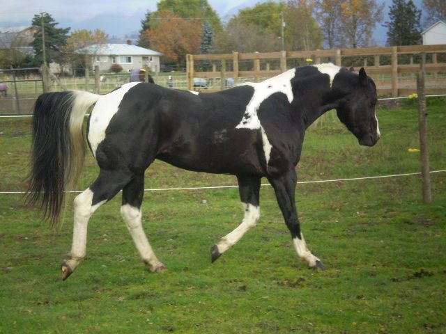 Specialist In Colour (Champs Reflexion x Sky View Dotty) double homozygous black tobiano stallion