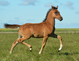 Stormy Solstice DF - 2011 Bay Arabian colt(Dream Synsation x DD Radiance)